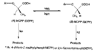 bus98f1.gif